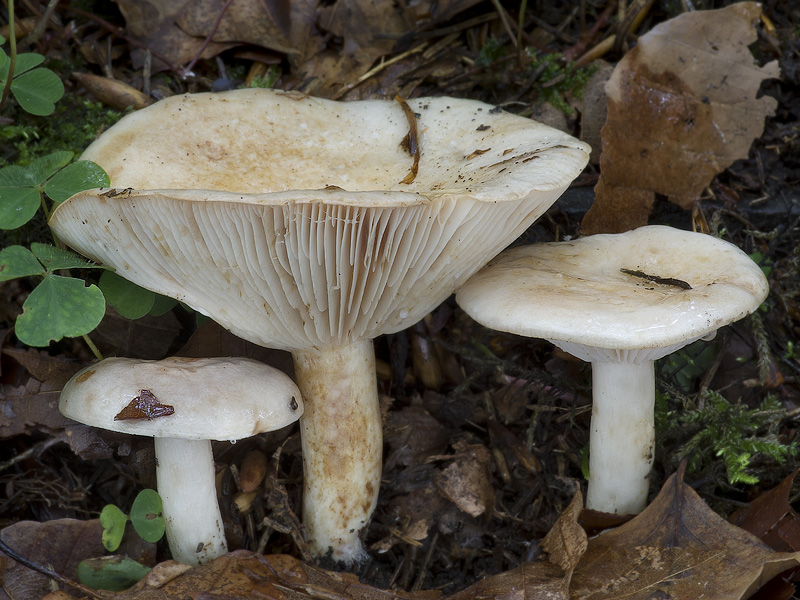 Lactarius pallidus